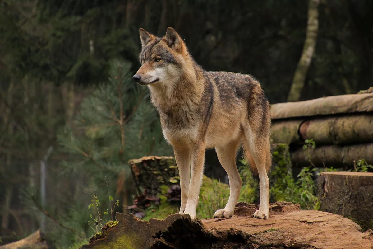 животные тайги волк. волк pdf. поставь волк 4. волк 4k. поставь волк 4.