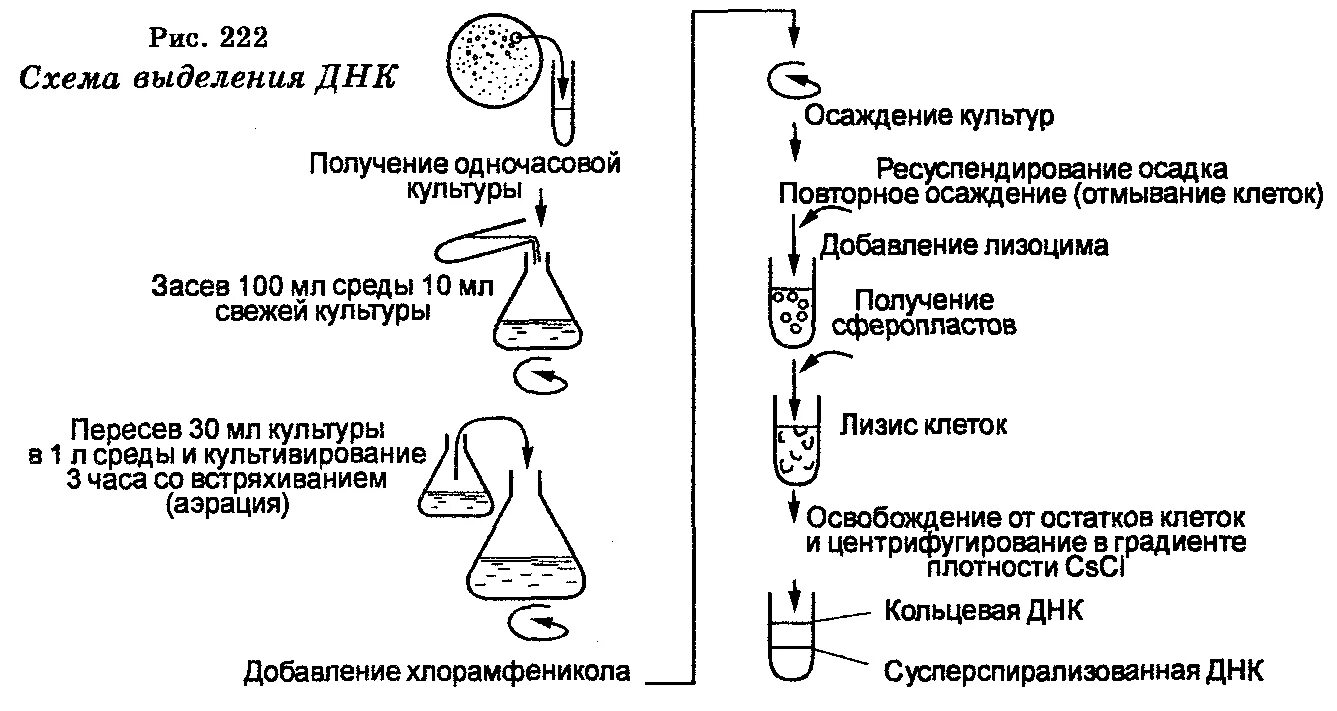 Процесс выделения днк. Выделение ДНК фенол хлороформной экстракции. Общая схема выделения ДНК. Процедура выделения ДНК. Методы выделения ДНК.