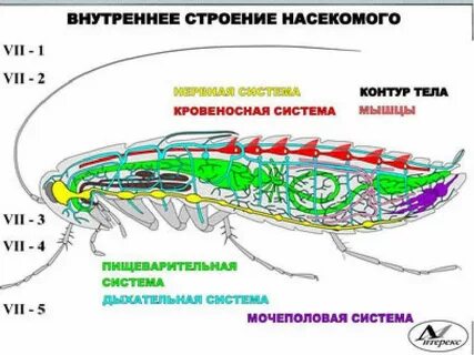 Строение насекомых 7