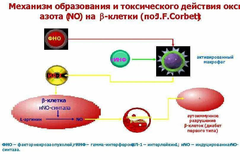 Монооксид азота. Патогенез токсического действия азота. Вред закиси азота. Токсическое действие азота. Оксид азота действие на организм человека.