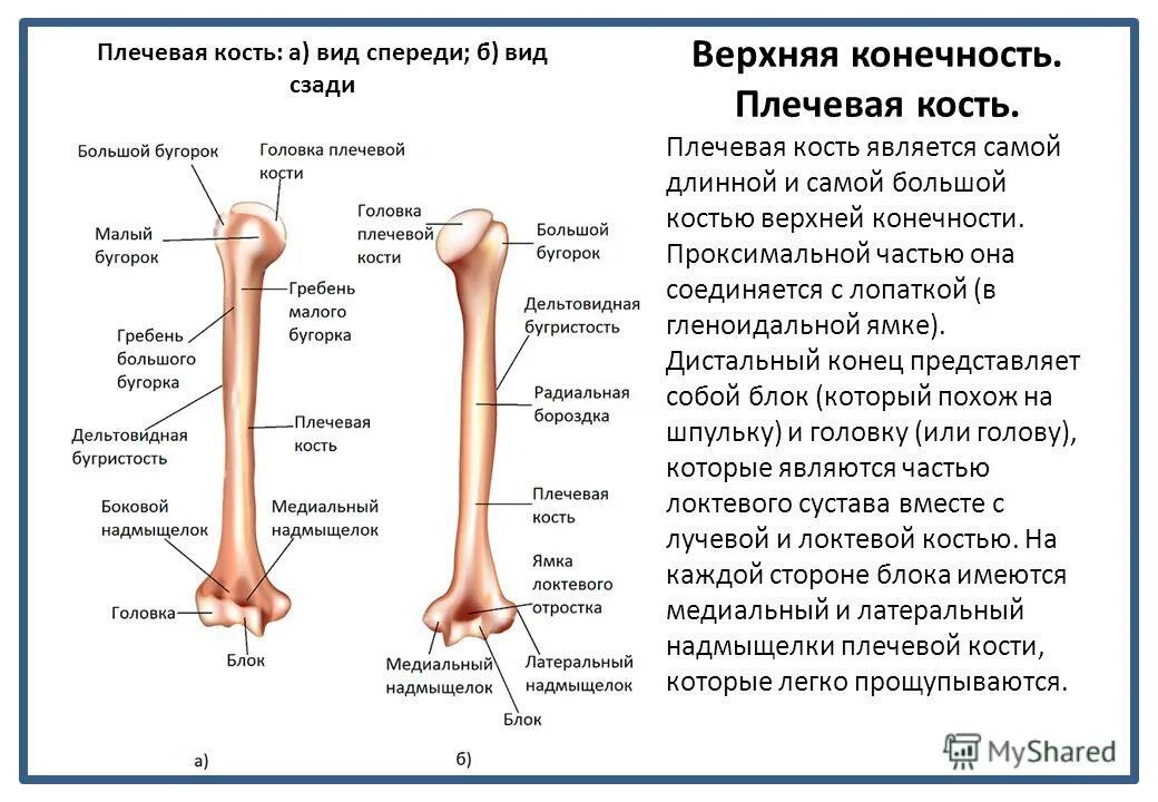 дистальные и проксимальные отделы конечностей. проксимальные отделы ног. проксимальные отделы конечностей. дистальные отделы конечностей. бедренная кость малый вертел.