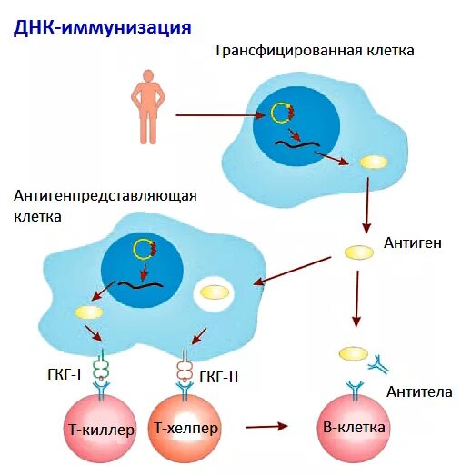 Генная вакцина. Схема получения ДНК вакцины. Методы получения ДНК вакцин. Схема получения генно-инженерных вакцин. Генетическая иммунизация.