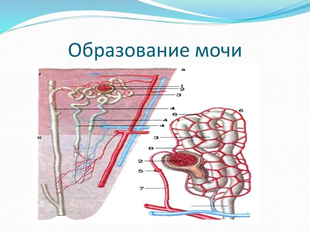 Изобразите схематично этапы образования мочи. Образование мочи. Процесс образования мочи. Этапы образования мочи. Механизм образования мочи.