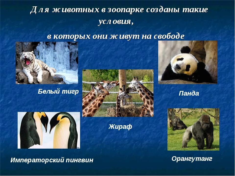 Презентация по окружающему миру что такое зоопарк
