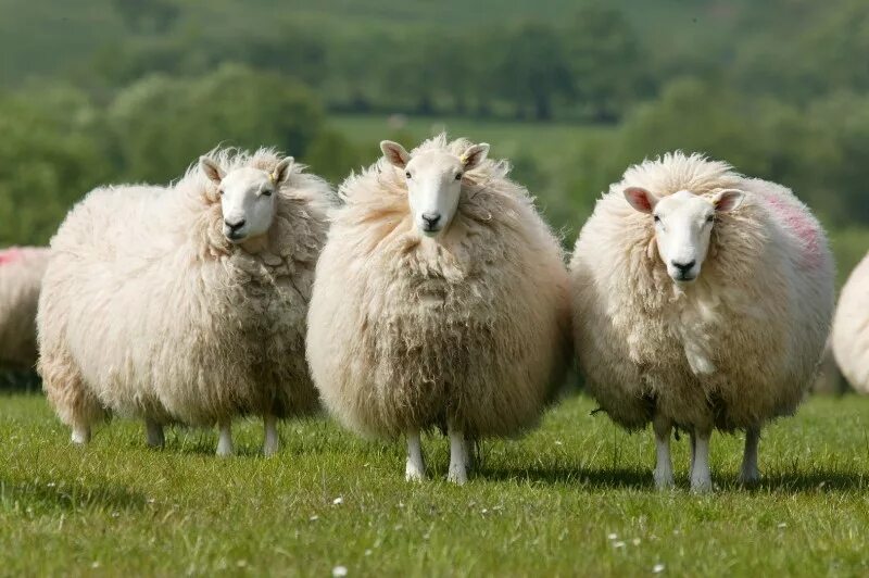 Шевиот порода овец. Овцы породы меринос. Шевиот (Cheviot). Шленская порода овец.