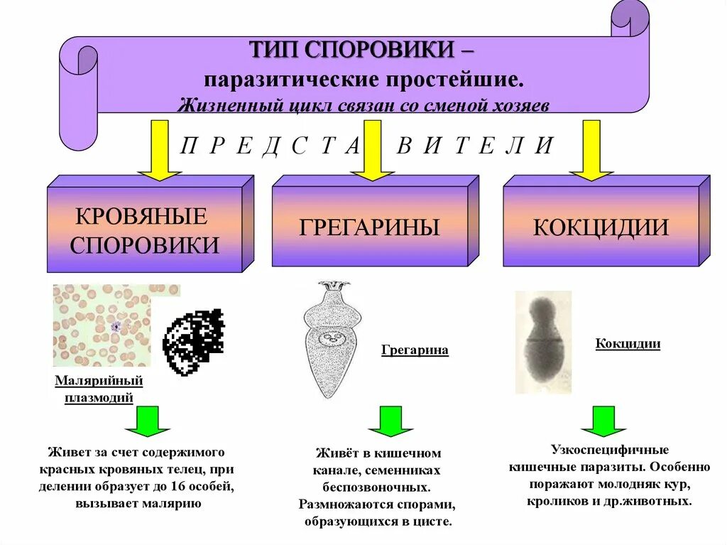 К споровикам относятся простейшие