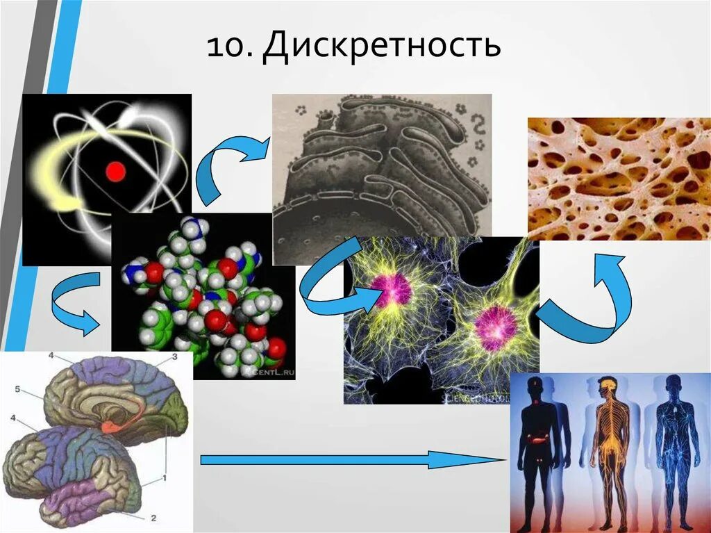 Свойства живых организмов дискретность. Дискретность и целостность. Дискретность и целостность живых систем. Дискретность примеры