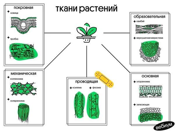 У каких растений появились ткани. Ткани растений Вебиум. Покровная, образовательная, механическая ткани растений. Эволюция тканей растений. Образовательная ткань растений.