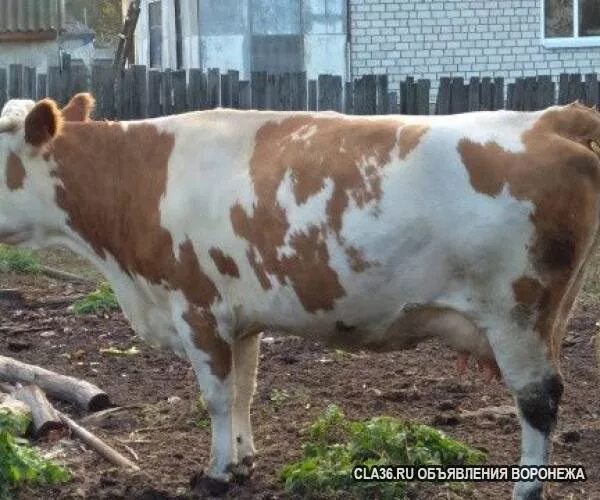 Куплю телят воронежский. Коровы Воронежская область. Корова Воронеж. Корова по Воронежская обл. Теленок Воронеж.