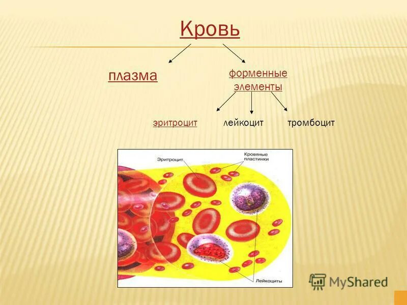 Плазма это кровь. Состав крови плазма и форменные элементы. Схема кровь плазма форменные элементы. Кровь состоит из плазмы и форменных элементов. Функции плазмы и форменных элементов крови.