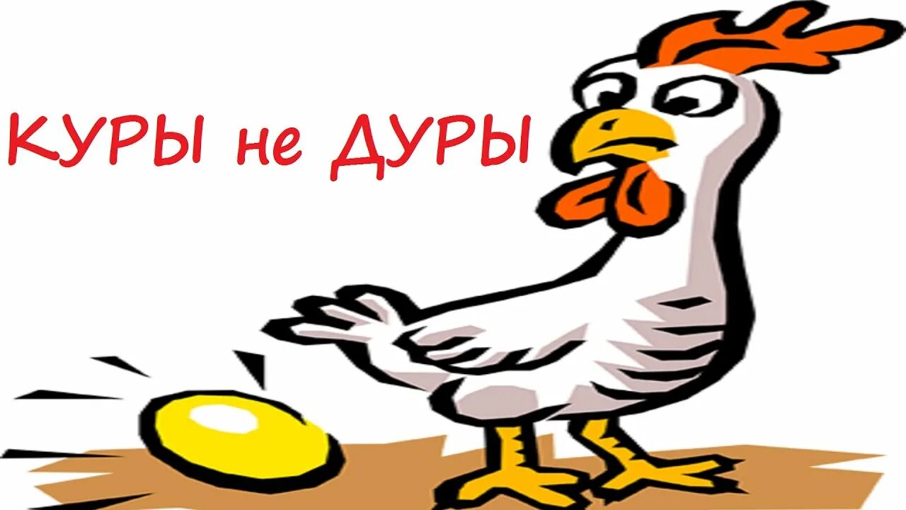 Куры не дуры. Курочка и дурочка. Белка радуется, что куры дуры. Куры не дуры. Куры не дуры.
