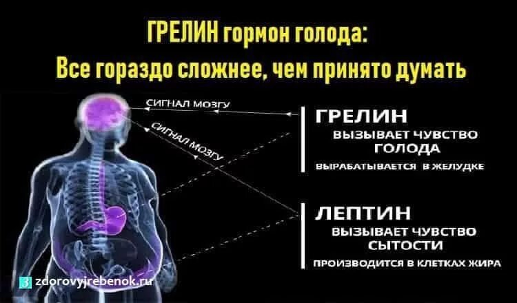 Грелин гормон. Гормон голода. Лептин и грелин гормоны. Гормоны отвечающие за насыщение и голод. Гормон голода 6