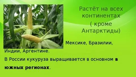 Кукуруза культурное растение 3 класс сообщение окружающий