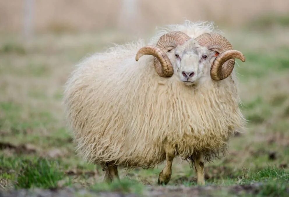 Sheep cat