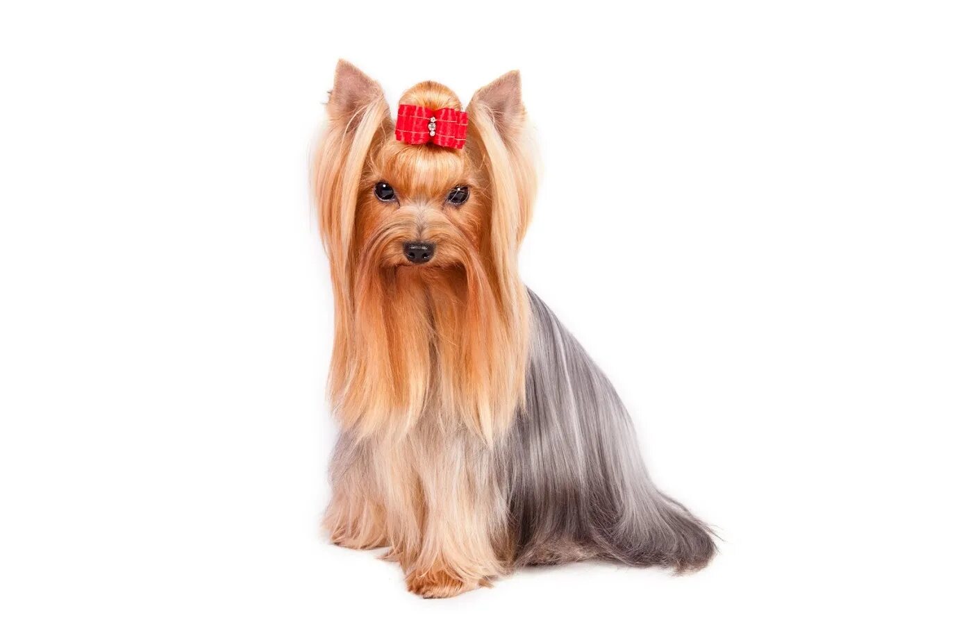 Чистокровный йоркширский терьер. Йорк с длинными волосами. Йоркширский терьер волосы. Йоркширский терьер волосы. Йорк с длинной шерстью.