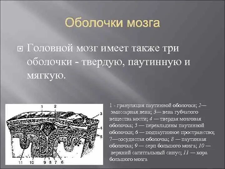 Три оболочки мозга. Оболочки головного мозга эмиссарная Вена. Оболочки и желудочки головного мозга. Три оболочки головного мозга. Оболочки мозга, желудочки головного мозга..