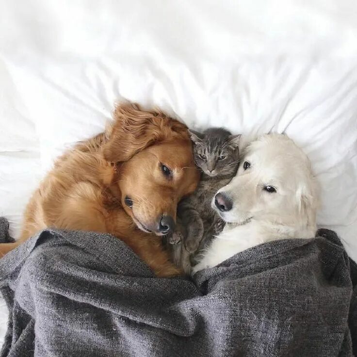 Самоед и золотистый ретривер. Две собаки. Собака и кошка вместе. Собаки обнимаются.