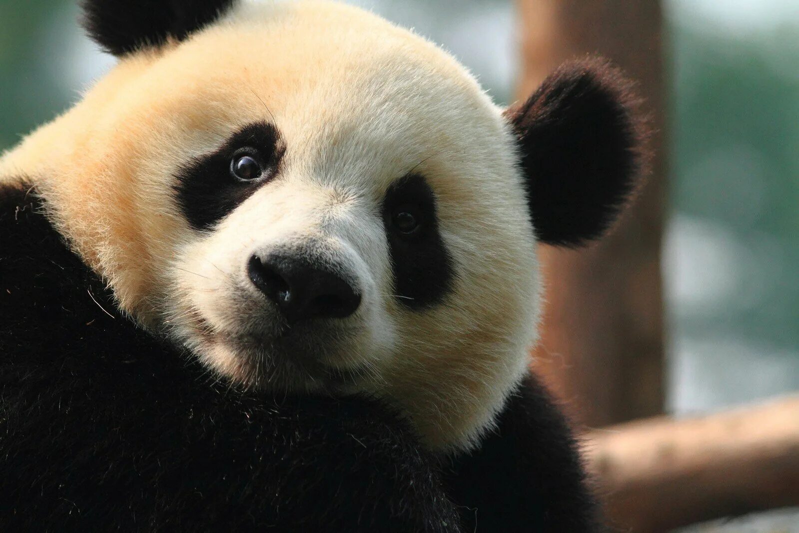 Милая Панда. Млекопитающие Панда. Очковая Панда. Гигантская Панда. Картинка милой панды