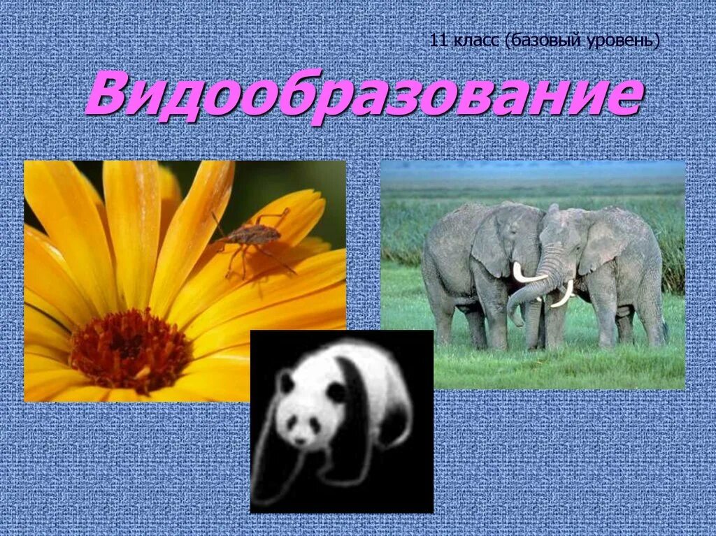 Видообразование презентация. Видообразование биология. Видообразование рисунок. Видообразование биология 11 класс презентация. Видообразование презентация 9