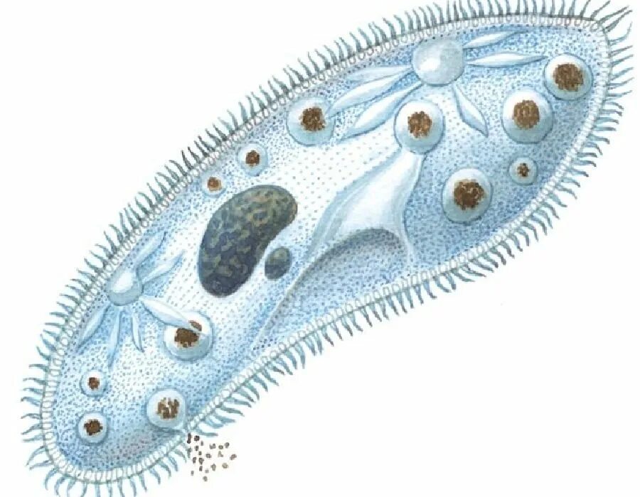 ПАРАМЕЦИЯ это инфузория туфелька. Инфузория Homalozoon. Инфузории Paramecium caudatum. Одноклеточные организмы инфузория туфелька
