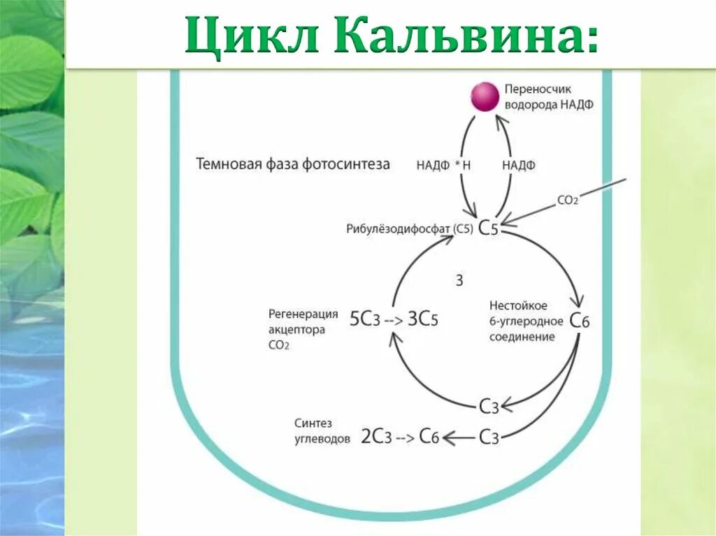 Цикл Кальвина в фотосинтезе. Цикл Кальвина в фотосинтезе схема. Фотосинтез темновая фаза фотосинтеза цикл Кальвина. Цикл Кальвина темновая фаза реакции.
