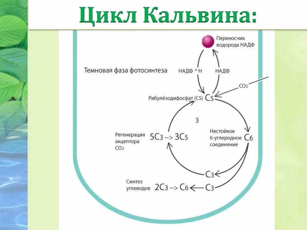 Углекислый газ вода атф. Цикл Кальвина в фотосинтезе. Цикл Кальвина фаза фотосинтеза. Световая фаза фотосинтеза цикл Кальвина. Темновая фаза фотосинтеза цикл Кальвина