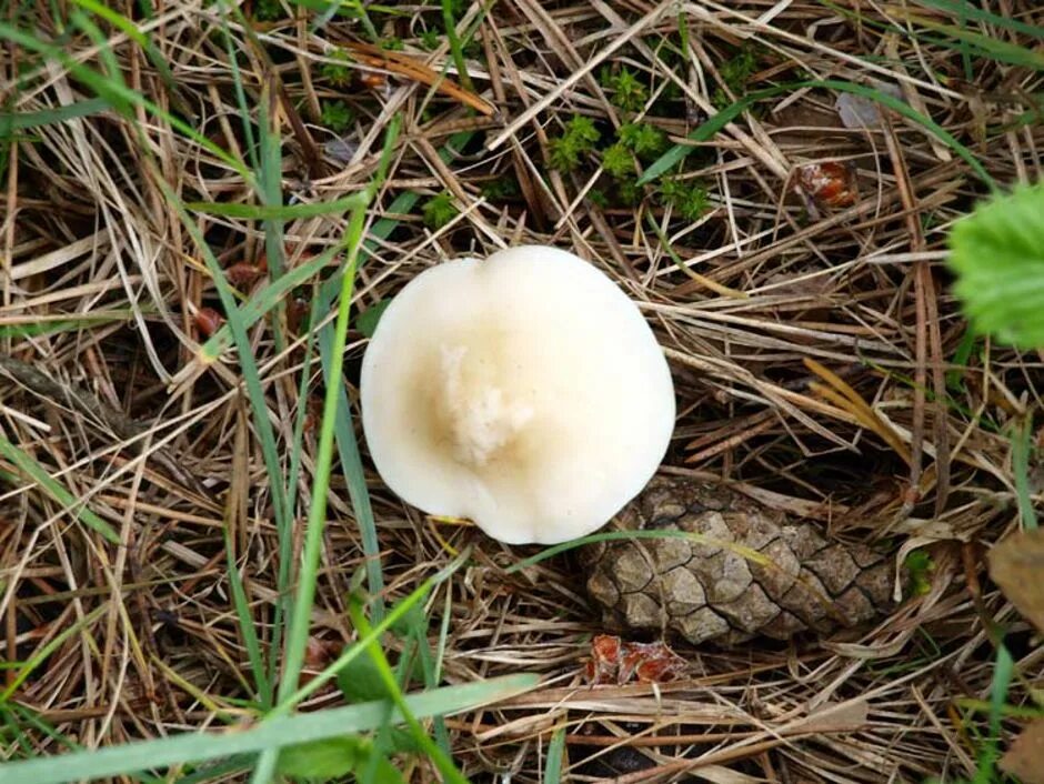 Самые ранние грибы. Calocybe gambosa. Весенние грибы. Первые весенние грибы. Весенние грибы белого цвета.