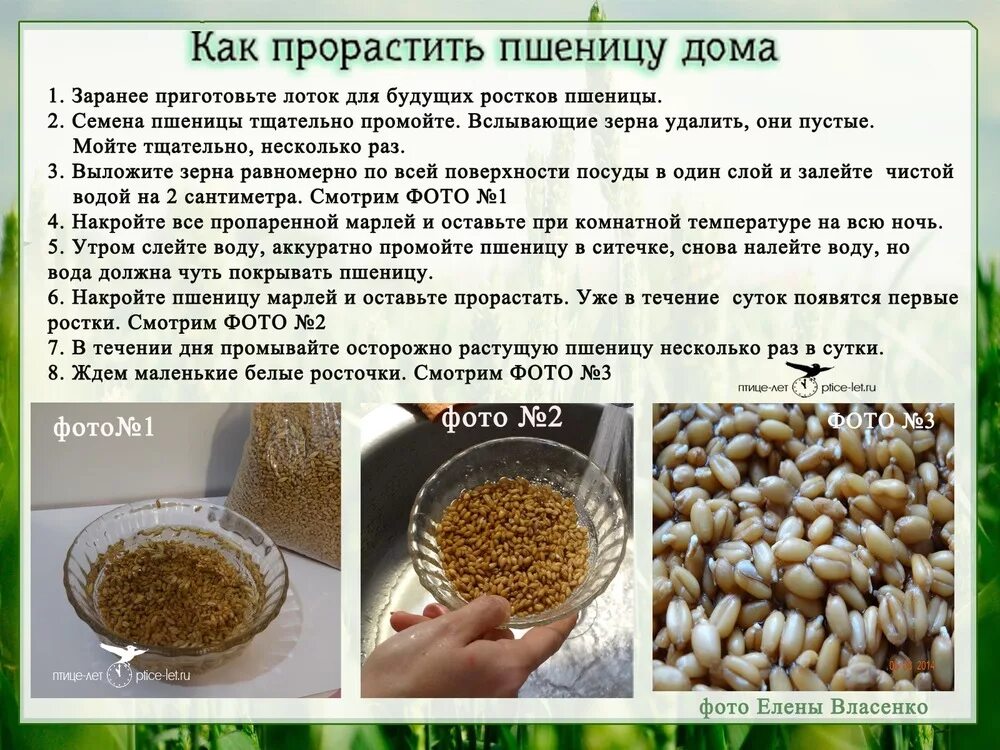 Влияние какого условия развития проростков. Как проращивать пшеницу в домашних условиях для еды. Проращивание пшеницы дома. Зерна пшеницы для проращивания. Пшеница для проращивания в пищу.