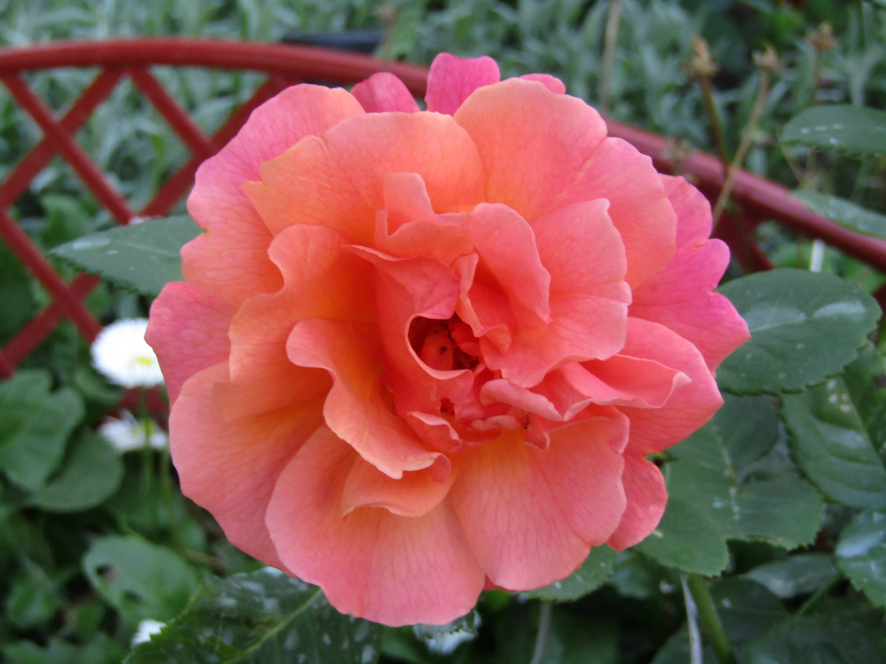 Флорибунда изи даз ит. Даст easy. Флорибунда изи даз ит. Флорибунда изи даз ит. Сорт розы изи даз ит.