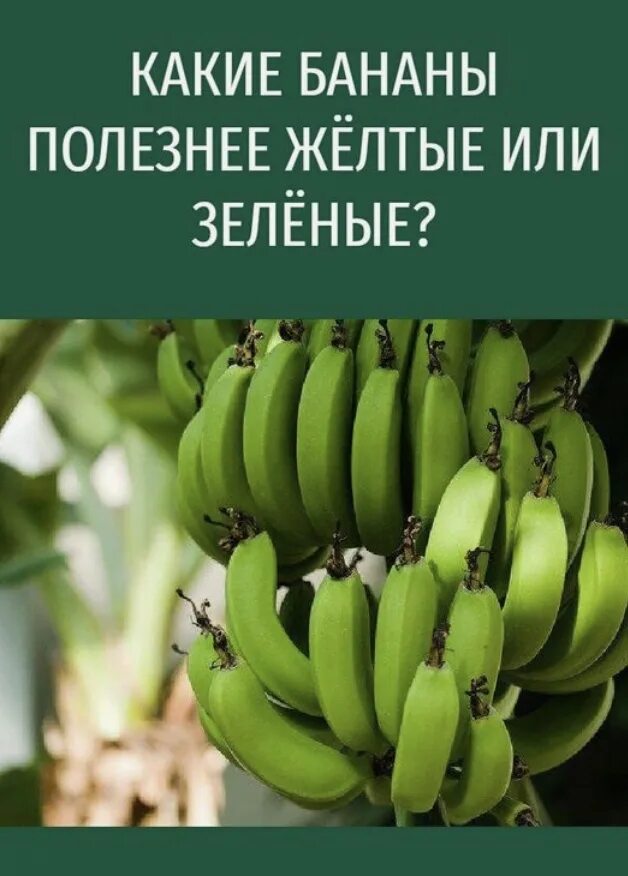 Можно есть зеленые бананы. Полезны зеленые или желтые бананы. Какие бананы полезнее. Какие бананы полезнее зеленые или желтые. Какие бананы полезнее зеленые.