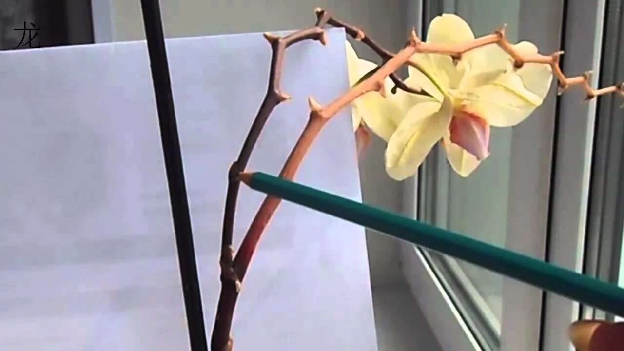 Цветонос ОТЦВЕТШЕЙ орхидеи. Орхидея фаленопсис выпустила цветонос. Отцвевший цветонос у орхидеи. Цветонос у орхидеи.