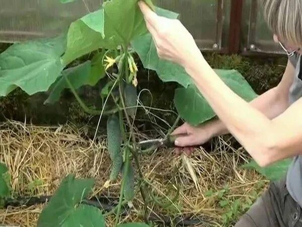 Как пасынковать огурцов в теплице. Пасынковать огурцы в теплице. пасынки на огурцах. пасынкование огурцов. пасынки на огурцах в теплице.