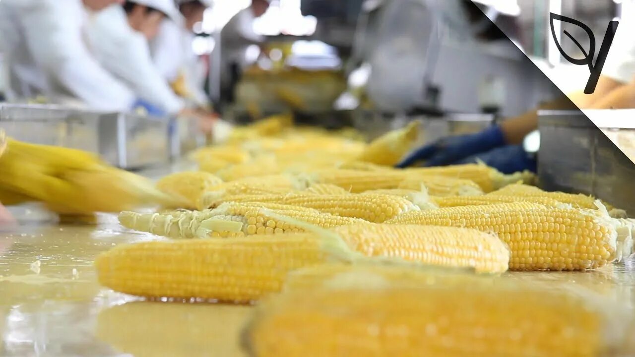 Производства кукурузной. Консервирование зерна на предприятии. Технология переработки кукурузы. Производство сухих завтраков оборудование. Переработка зерна в кукурузную крупу.