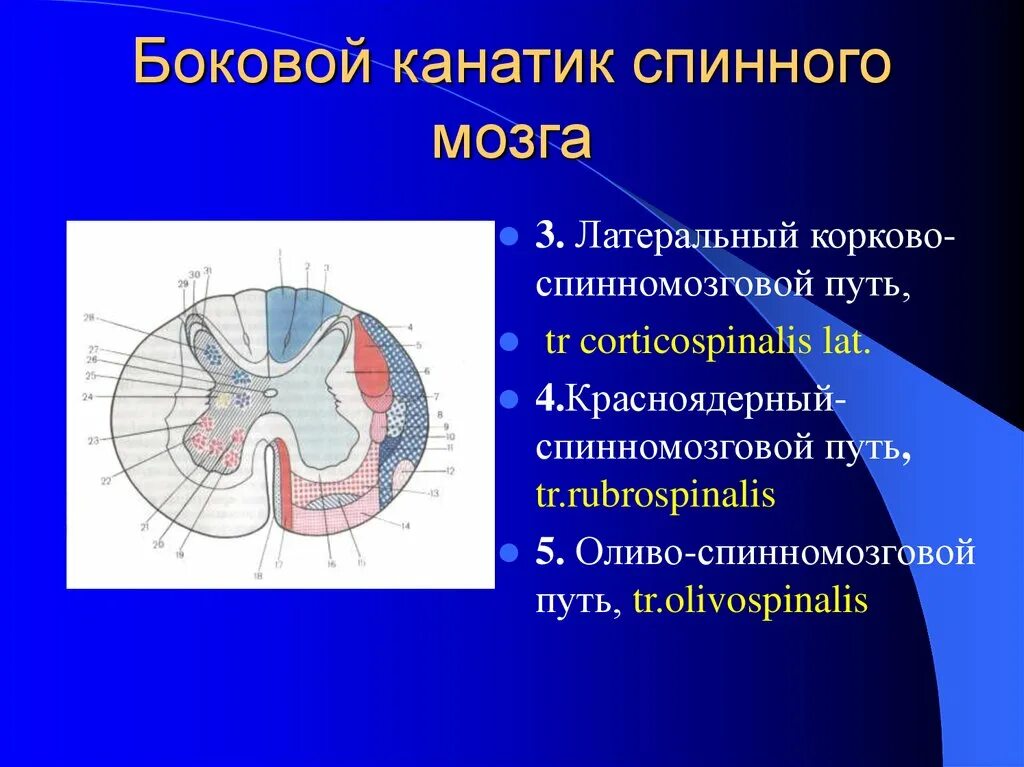 Передние и задние рога сегментов спинного. Боковые канатики рога спинного мозга. Передний канатик белого вещества спинного мозга. Боковой канатик спинного мозга. Строение бокового канатика спинного мозга.