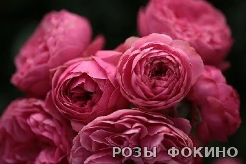 розы фокино каталог на весну. розы фокино. роз фокино нижегородская. питомник фокина розы. розы фокино.