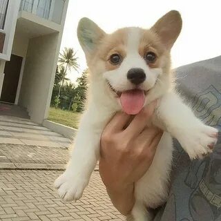 Корги рука