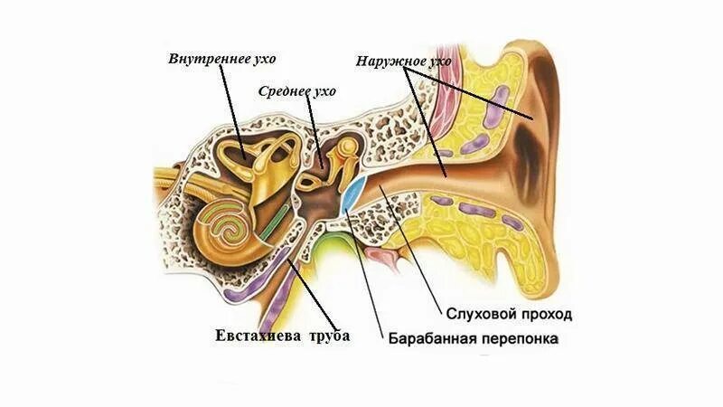 Барабанная перепонка отит. Ухо человека барабанная перепонка. Экссудативный отит барабанная перепонка. Строение внутреннего слухового прохода. Болят уши у детей в самолете