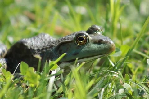 Download free HD stock image of Toad Frog.