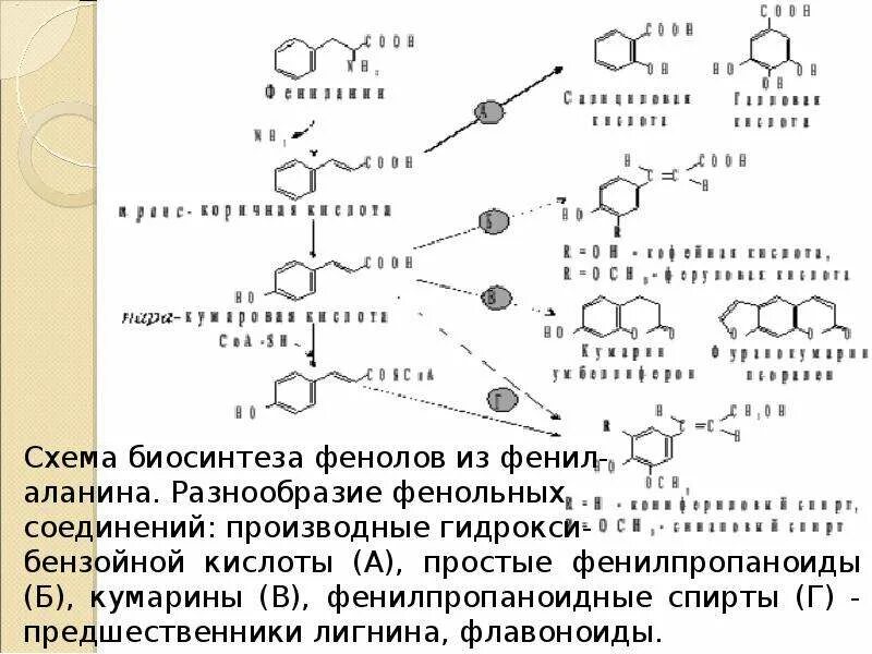 Номер биосинтеза. Шикиматный путь синтеза фенольных соединений. Схема синтеза фенольных соединений. Шикиматный путь биосинтеза фенольных соединений. Синтез фенольных соединений в растениях.