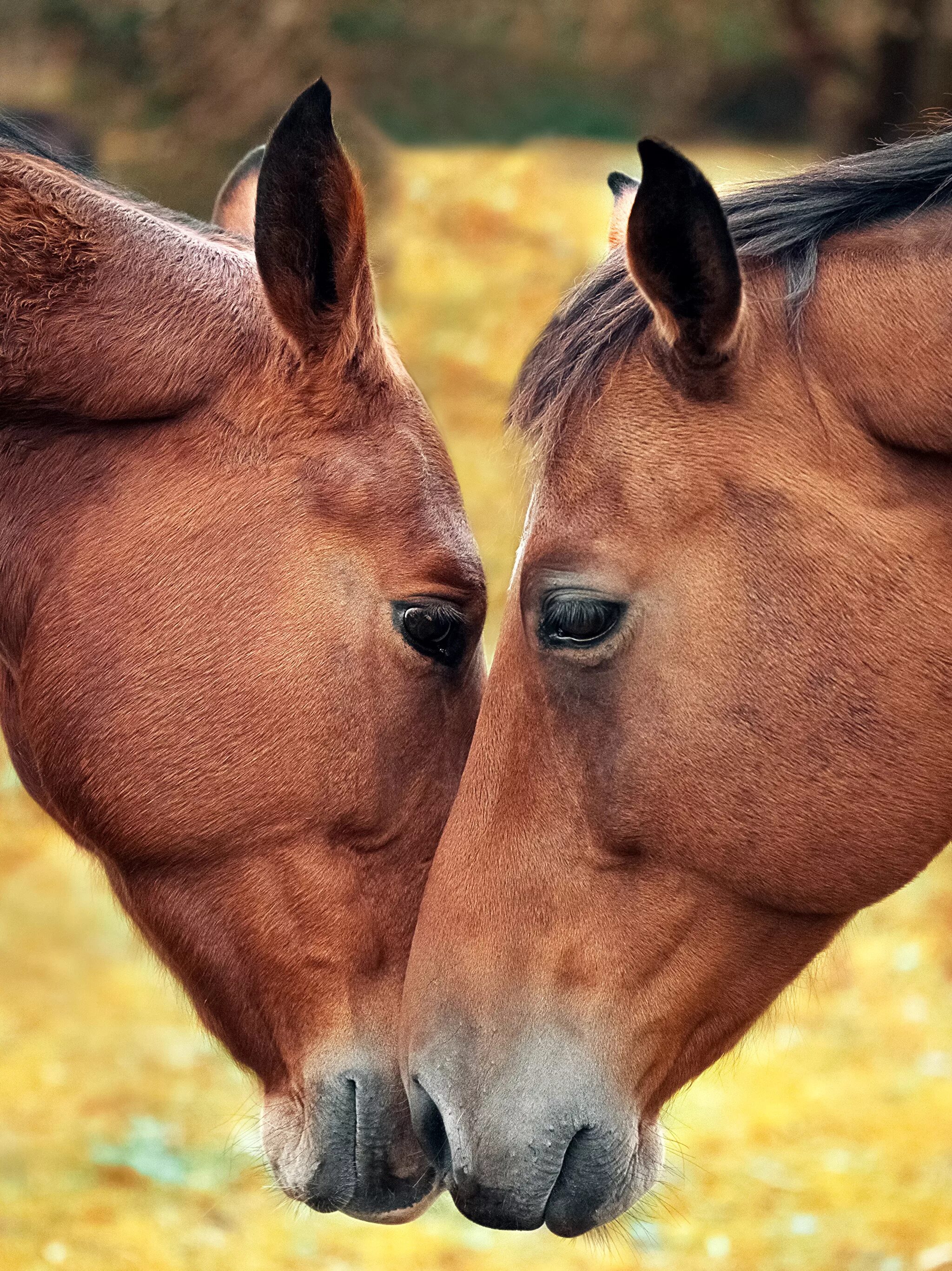 Two horse. Две лошади. Пара лошадей. Морда лошади. Влюбленные лошади.