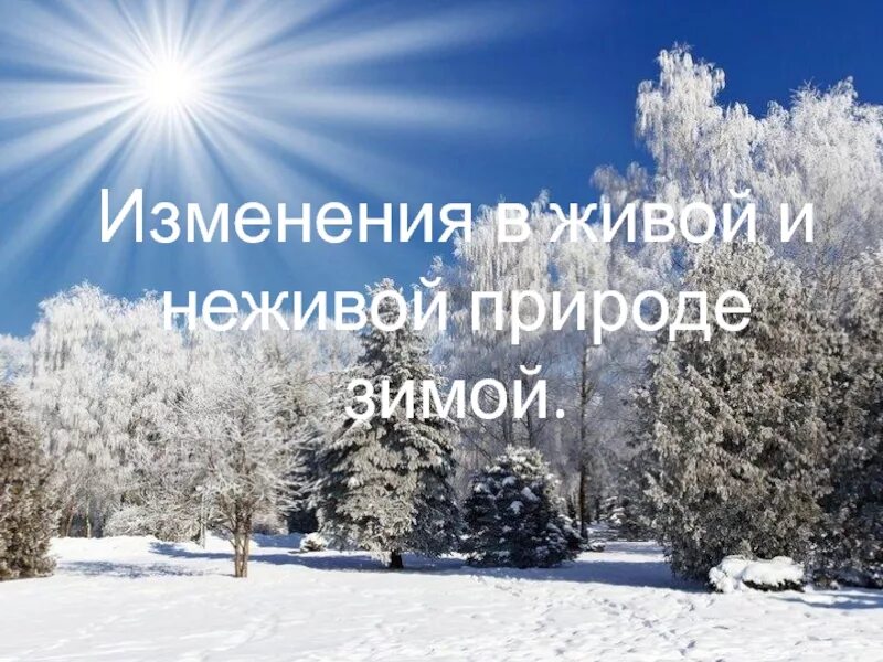 Признаки зимы в неживой природе. Изменения в живой природе зимой. неживая природа зимой. зимние явления в живой и неживой природе. изменения в неживой природе зимой.