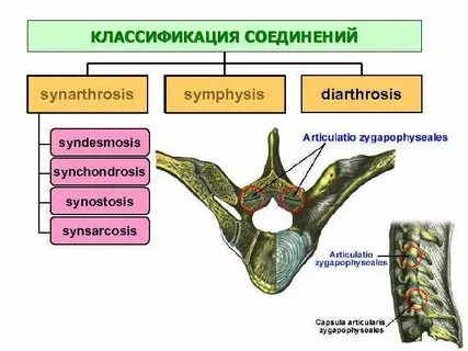 Симфиз грудины