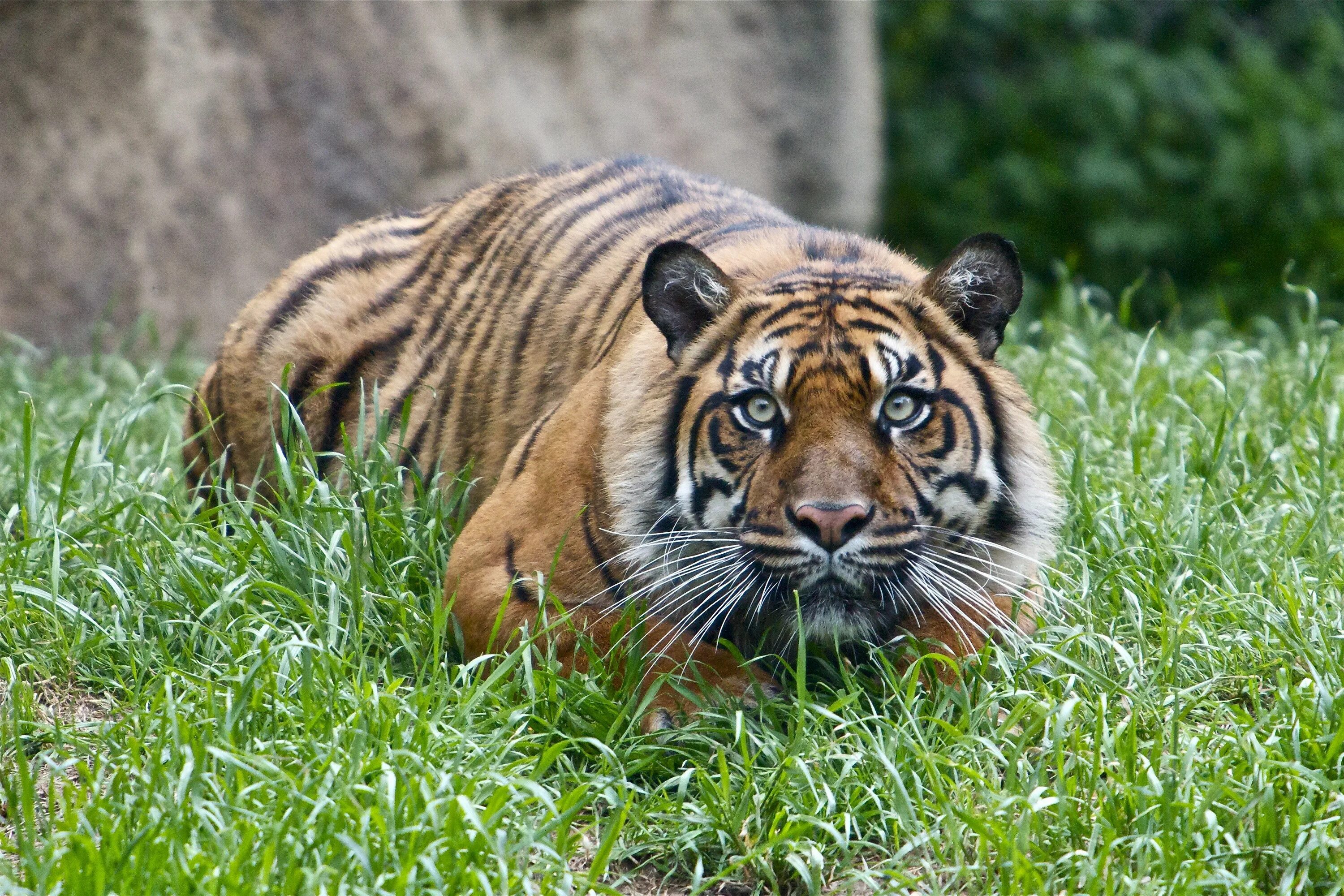 Tiger hunting