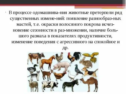 Какой зверь был одомашнен