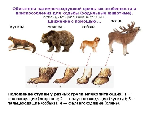 Рабочий лист опора и движение животных Способы передвижения животных