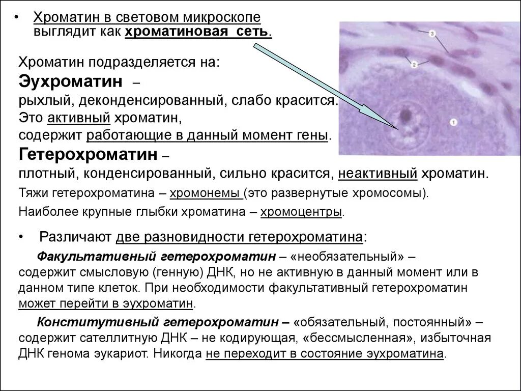 Генетически активный хроматин