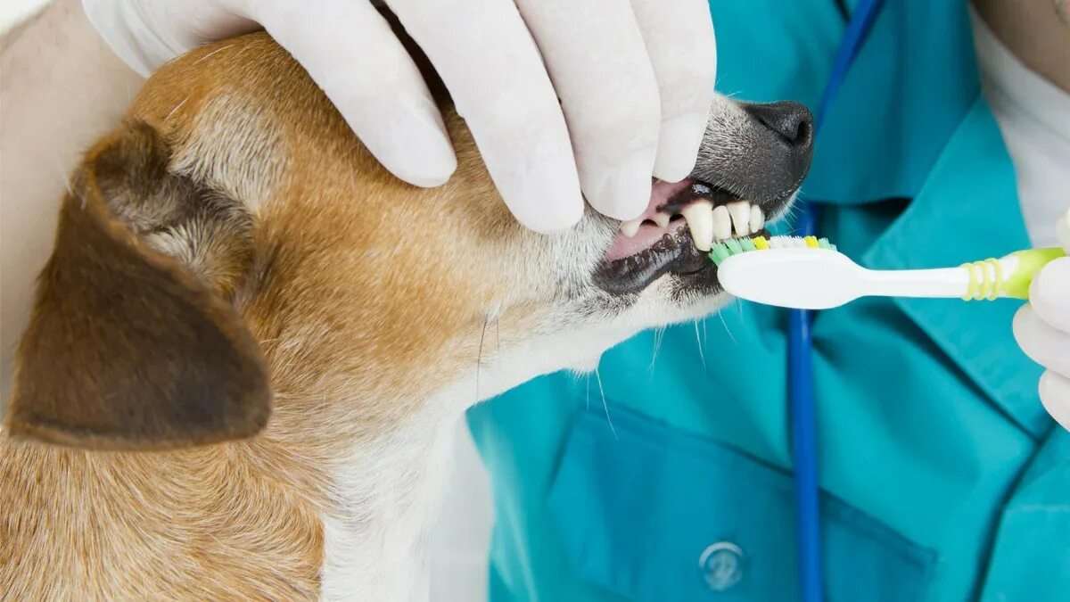 Стоматология в ветеринарии. Чистка зубов собаке ультразвуком.
