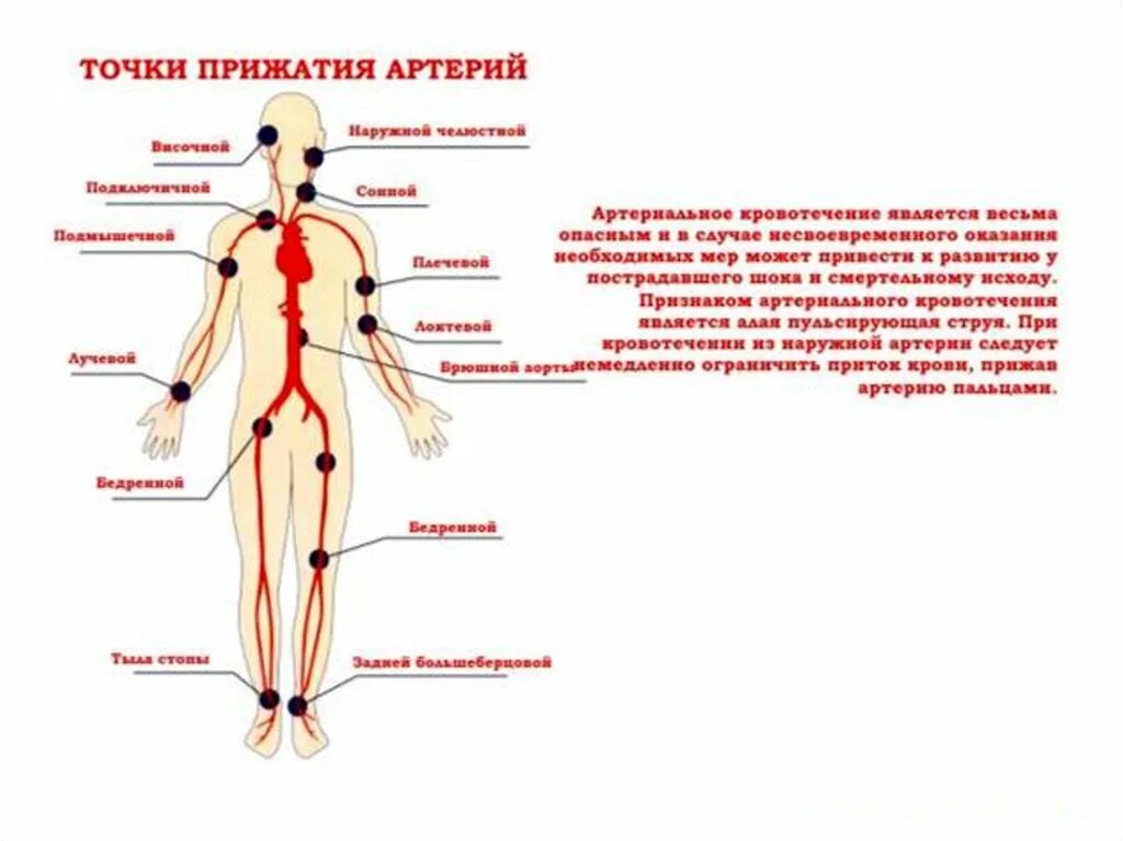 Расположение артерий. Расположение крупных артерий. Артерии схема. Основные точки прижатия артерий. По дну чего проложена артерия жизни