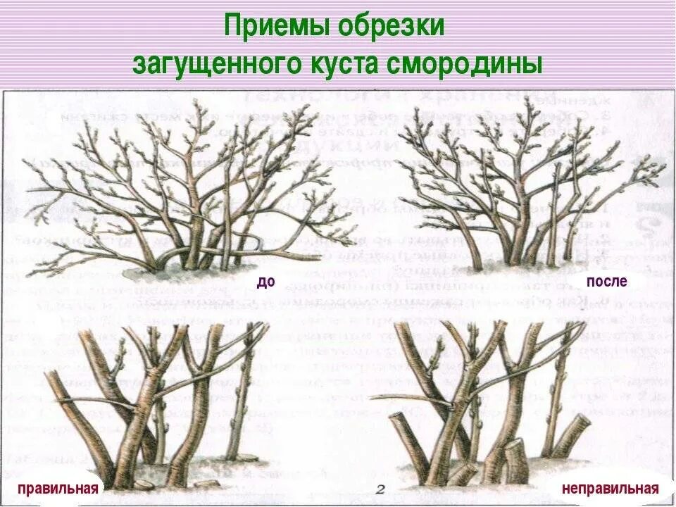 Как подрезать смородину весной. Схема обрезки смородины весной. Правильная обрезка смородины весной схема. Обрезка смородины. Схема обрезки смородины осенью.