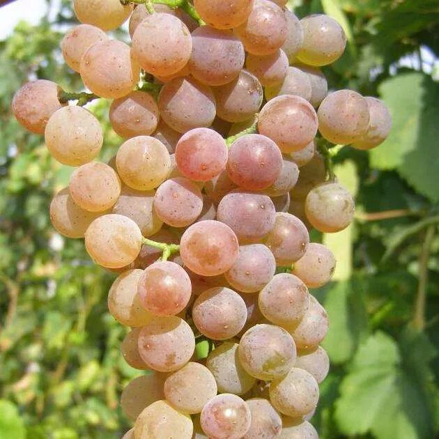 виноград дружба клон. виноград кишмиш белый. сорт винограда дружба. сорт винограда кишмиш. виноград дружба.